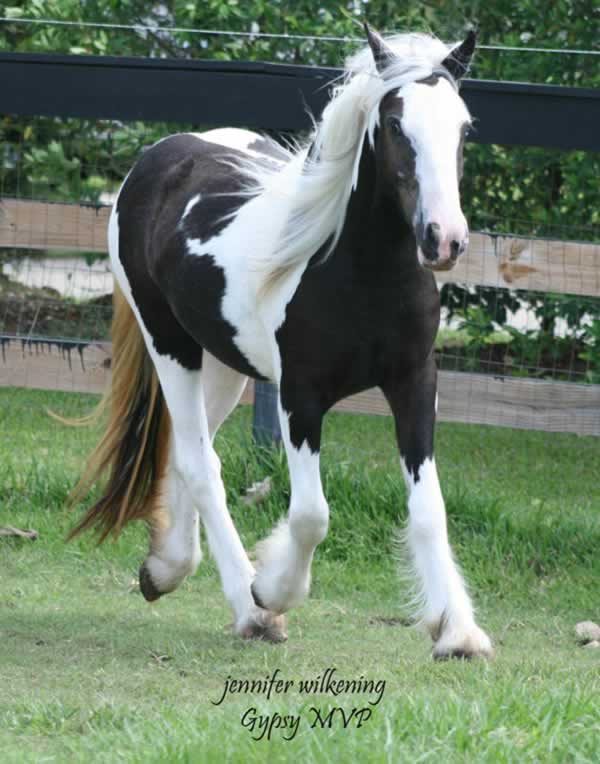 Gypsy Vanner Horses for Sale | Filly | Haley